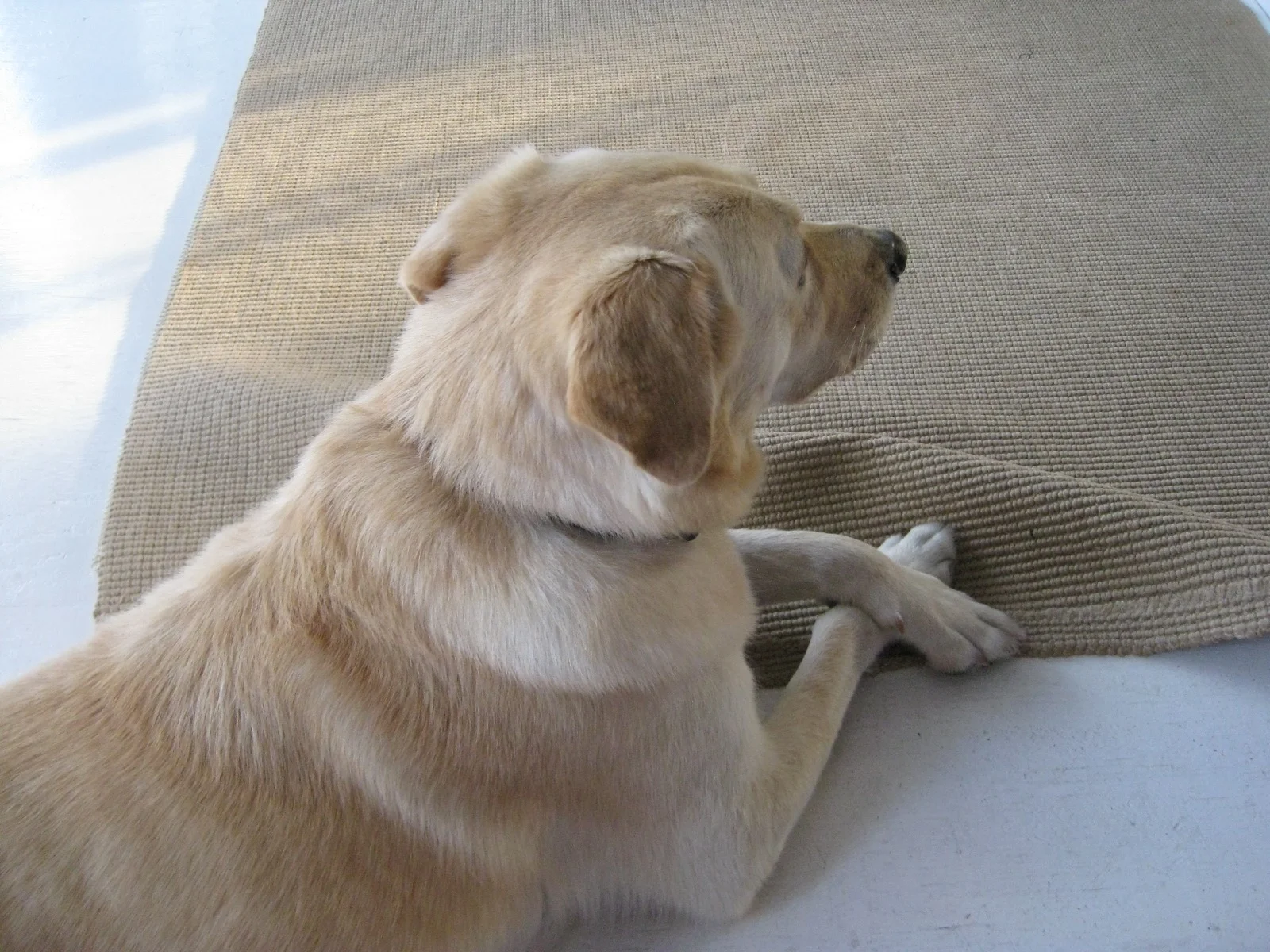 lolaIMG_4480.jpg