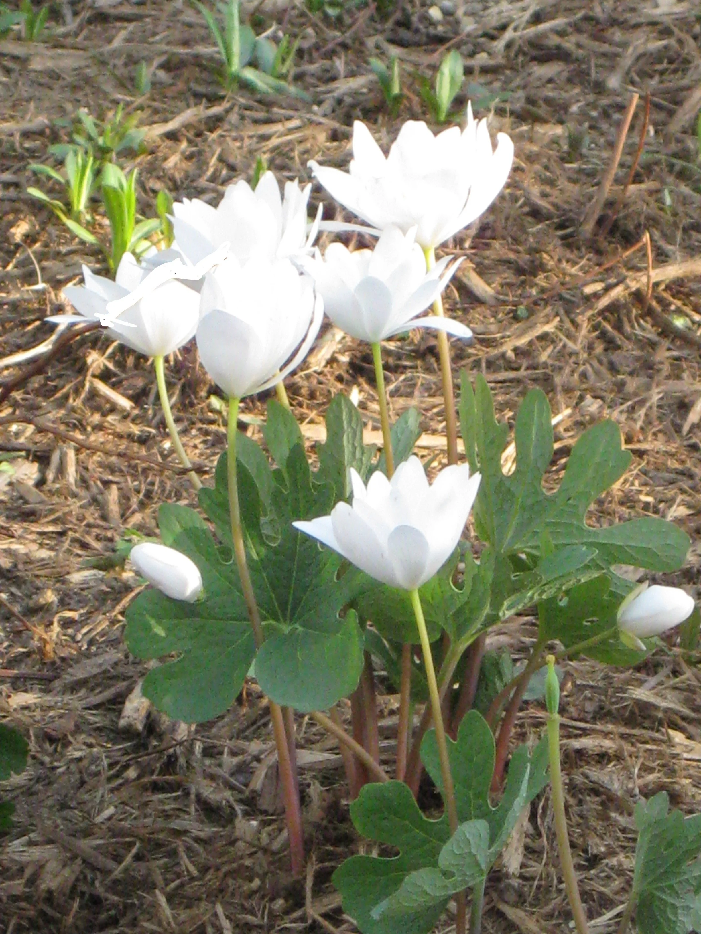 Roots of Resilience : early conditioning and our nervous systems