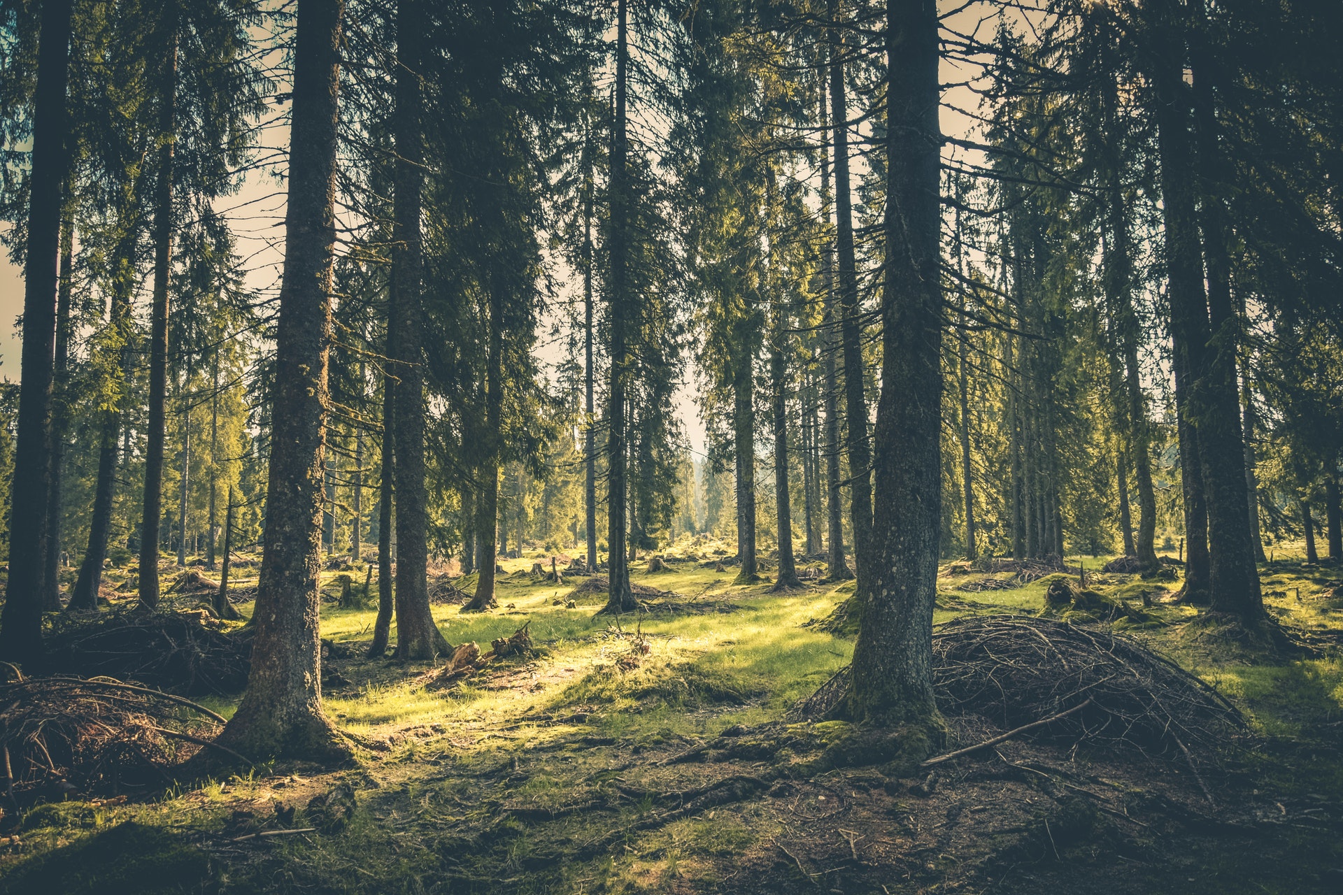 FOREST IMAGE.jpeg