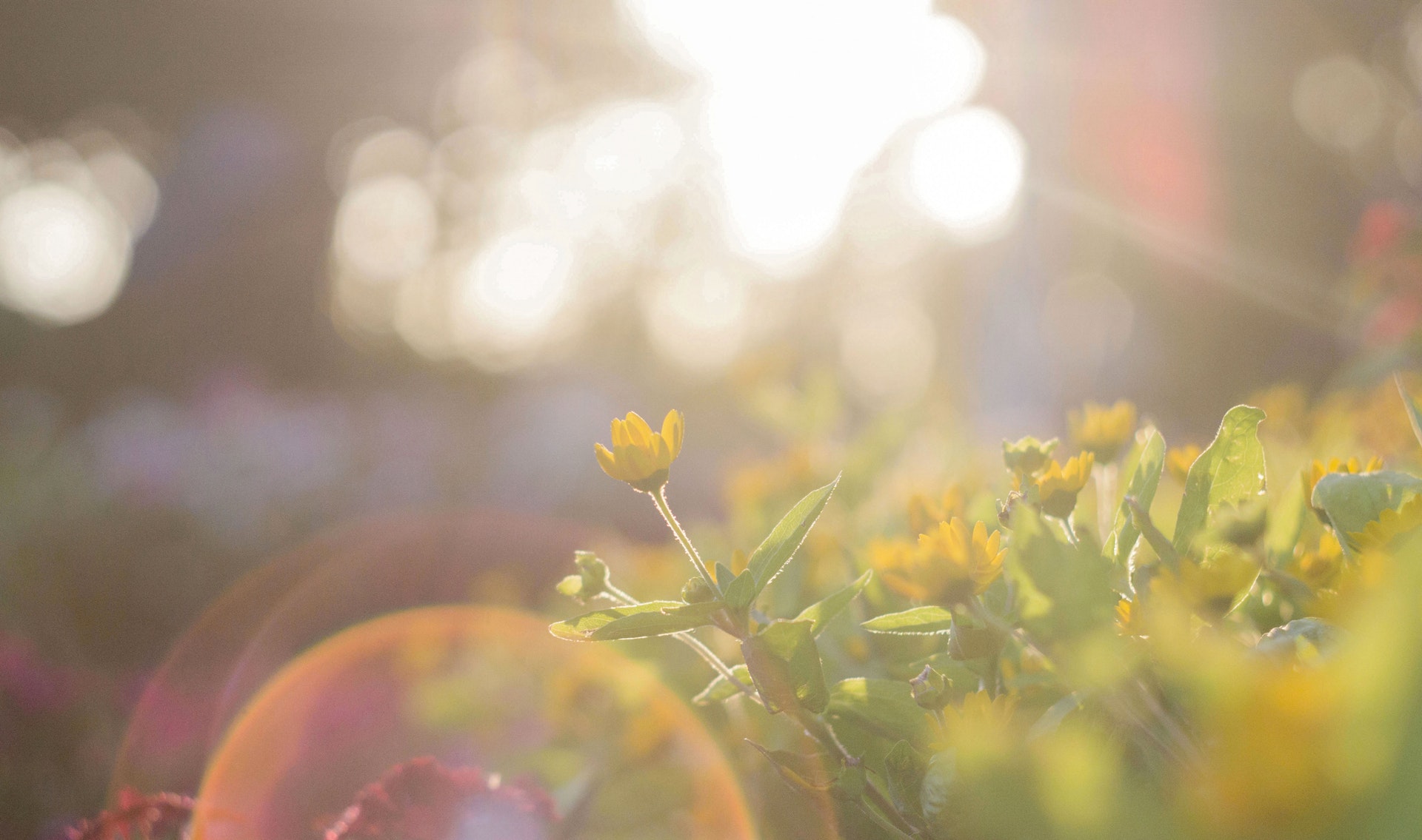 SUN NATURE.jpeg