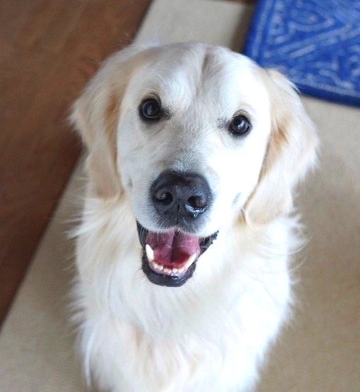 BJORN, THERAPY DOG IN TRAINING