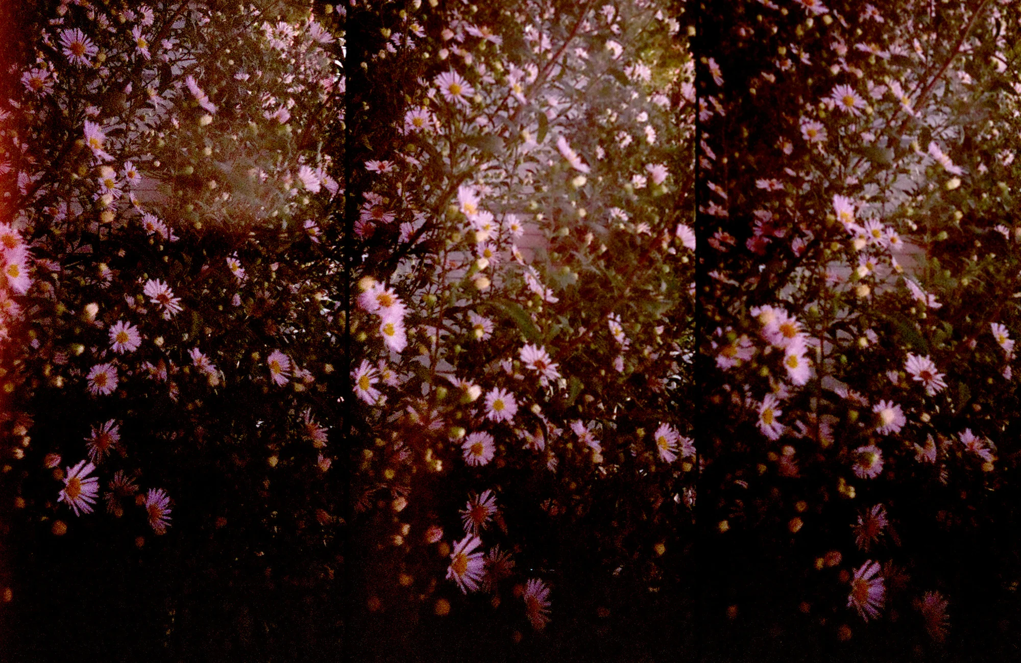 Untitled design (1).jpg