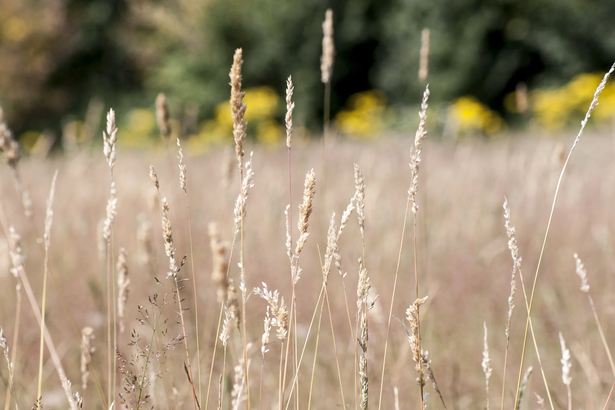 freely-10060.jpg