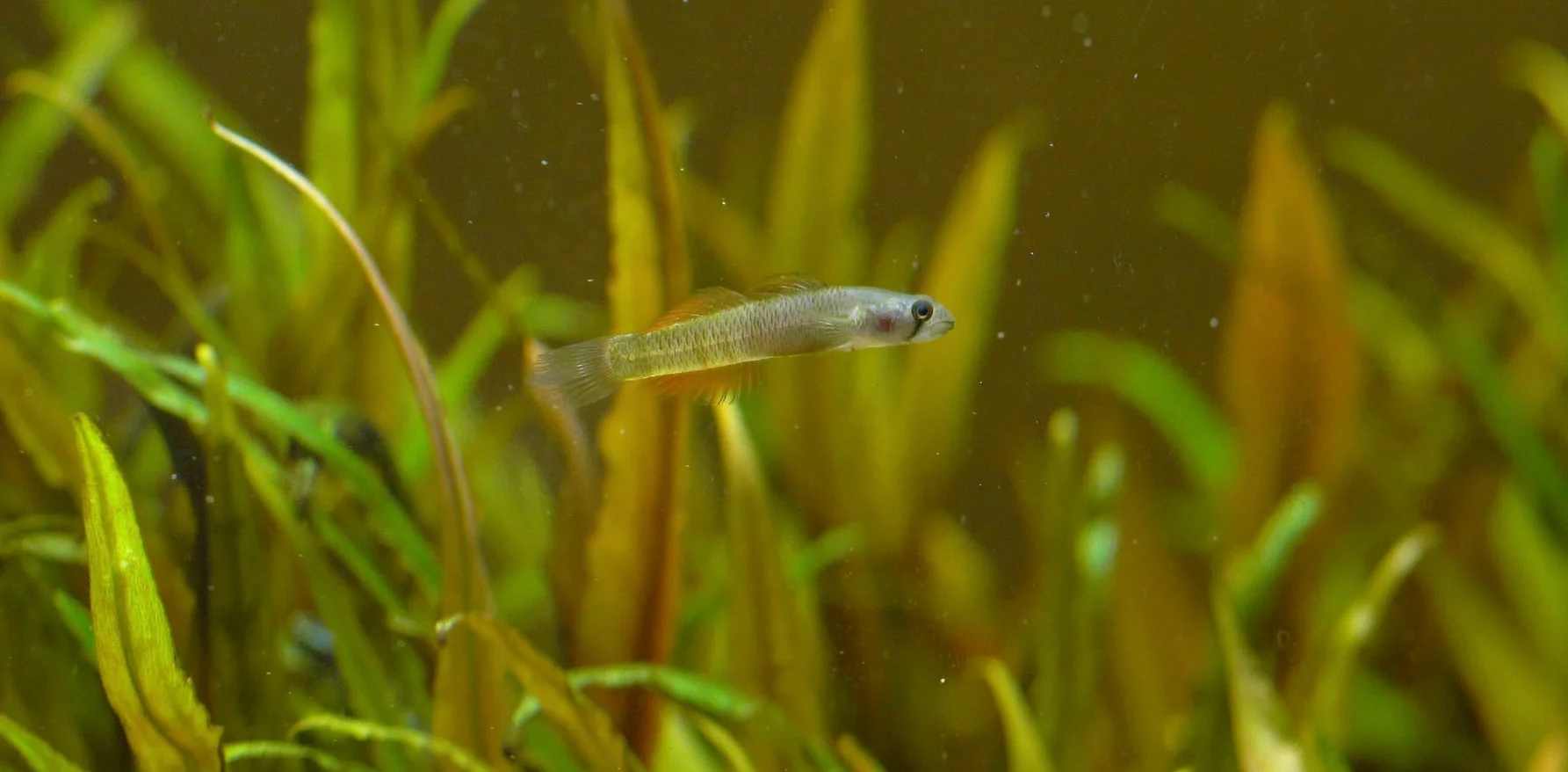 A tiny Sicyopus zosterophorus