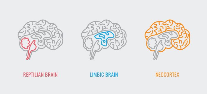 Simplistische en kunstzinnige weergave van de anatomie van de drie delen van het brein.