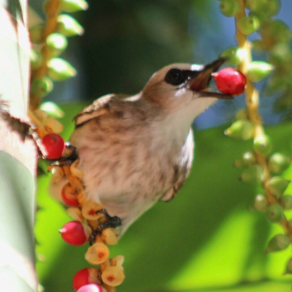 Bulbul