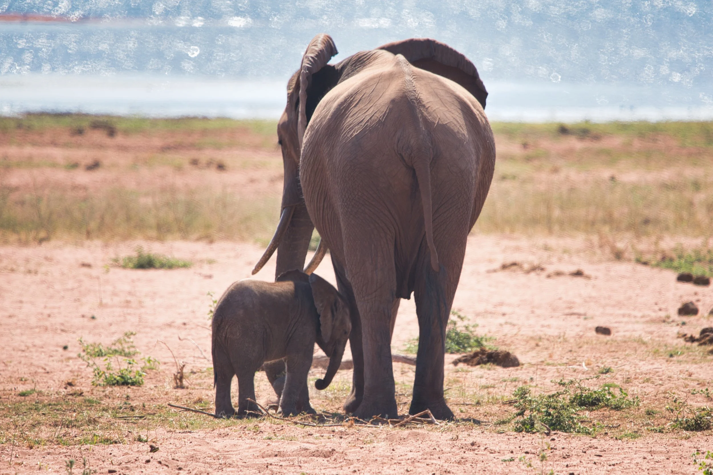  Fothergill Island - Lake Kariba and Matusadona