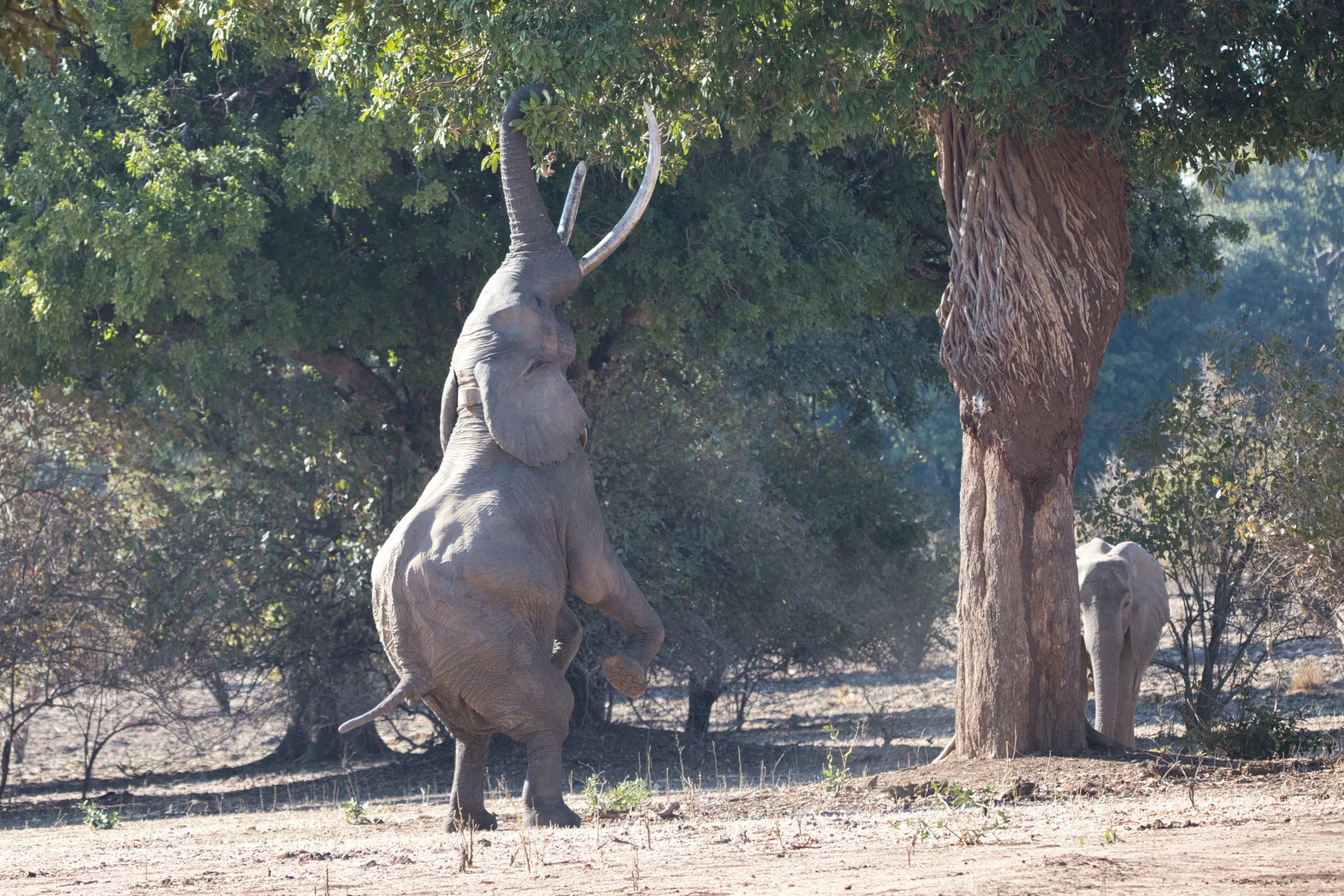Nyamatusi - Mana Pools