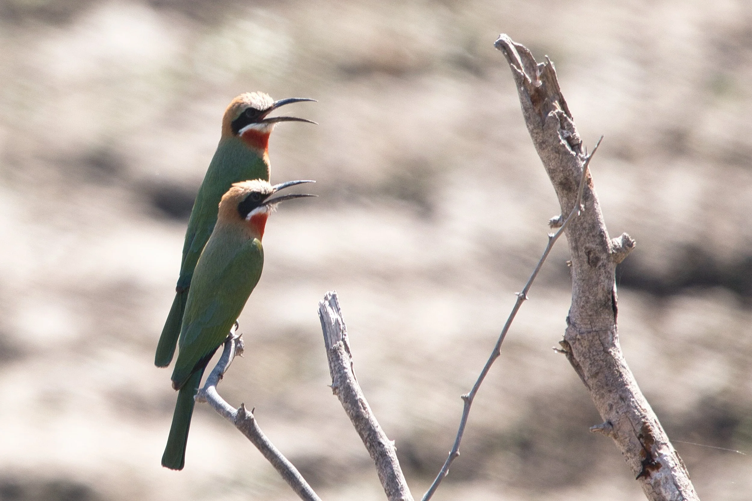 Theresa took some Great Bird Pics