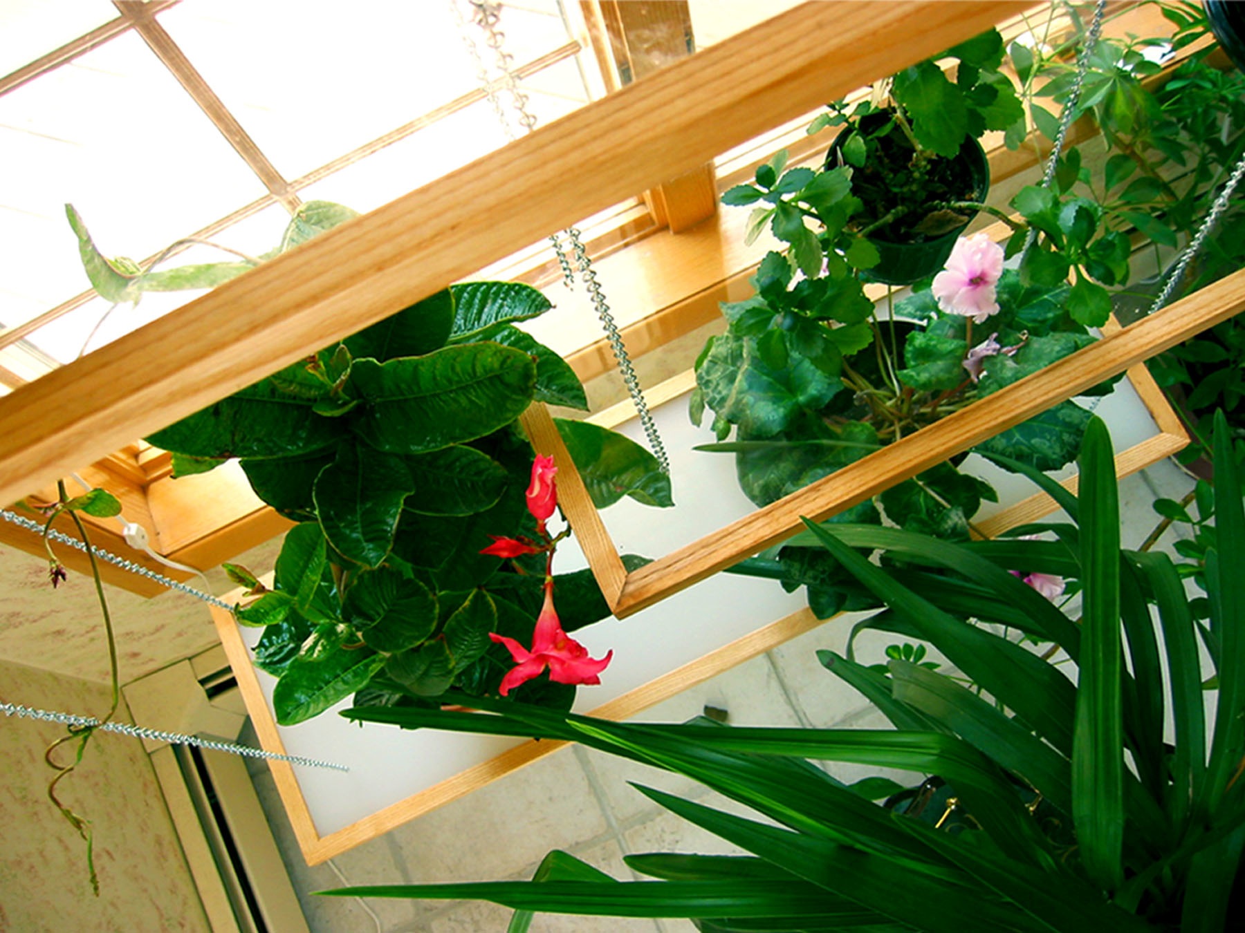 Steven_Carroll_OrchidShelves.jpeg