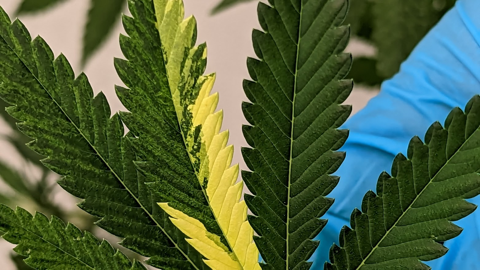 header 7.png