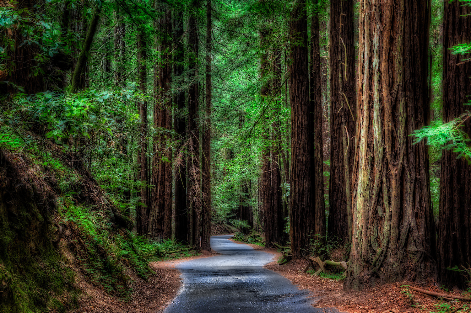 Armstrong Redwoods, CA