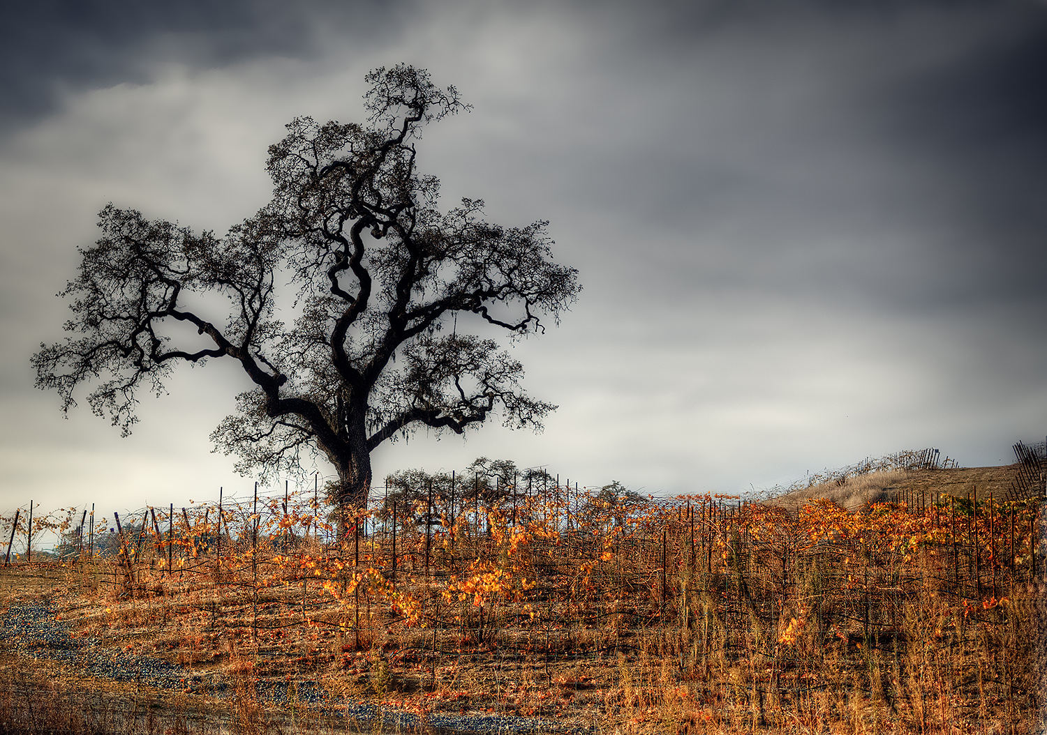 Sonoma County, CA