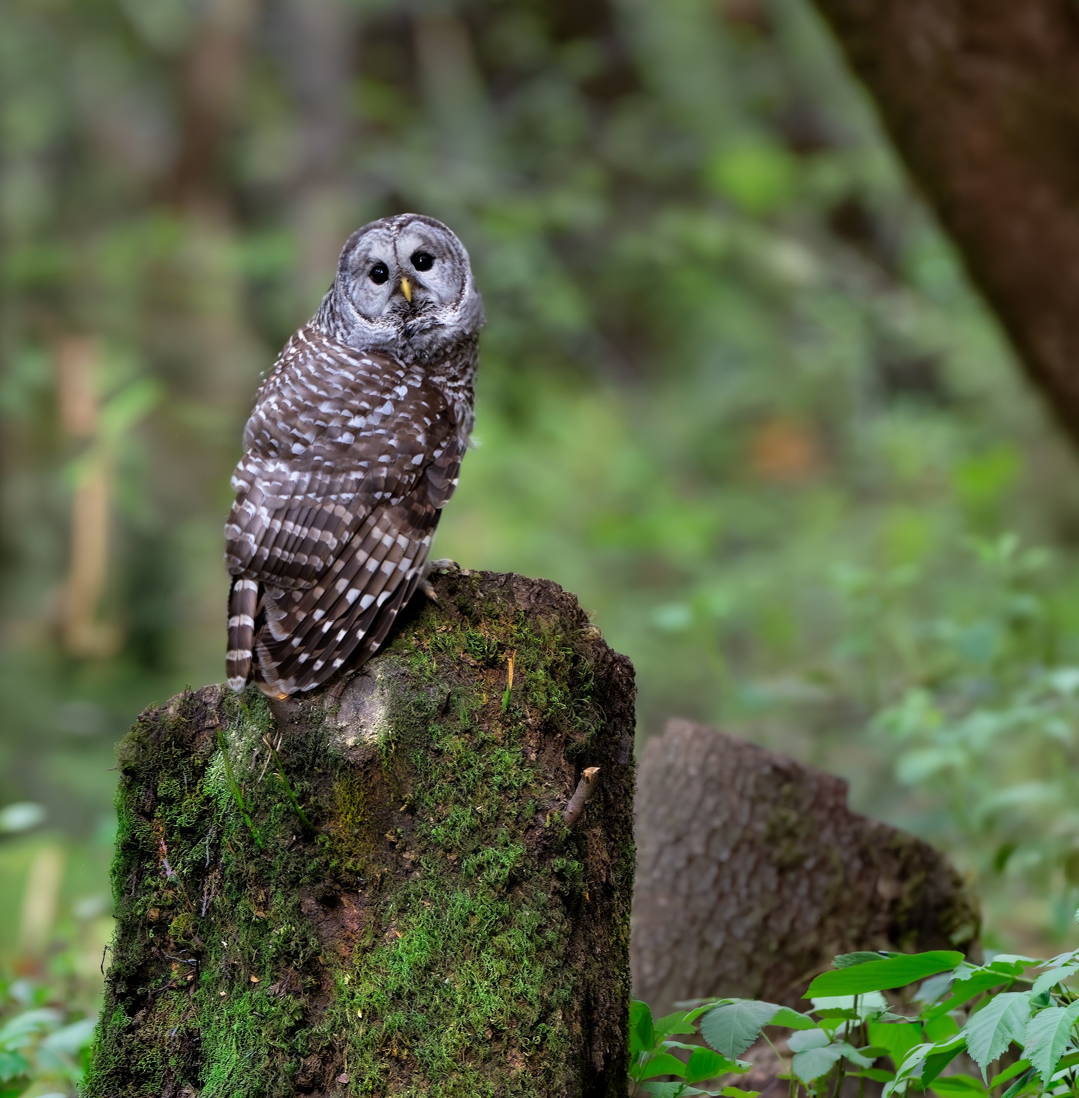 _DSC2420-Edit-Edit.jpg