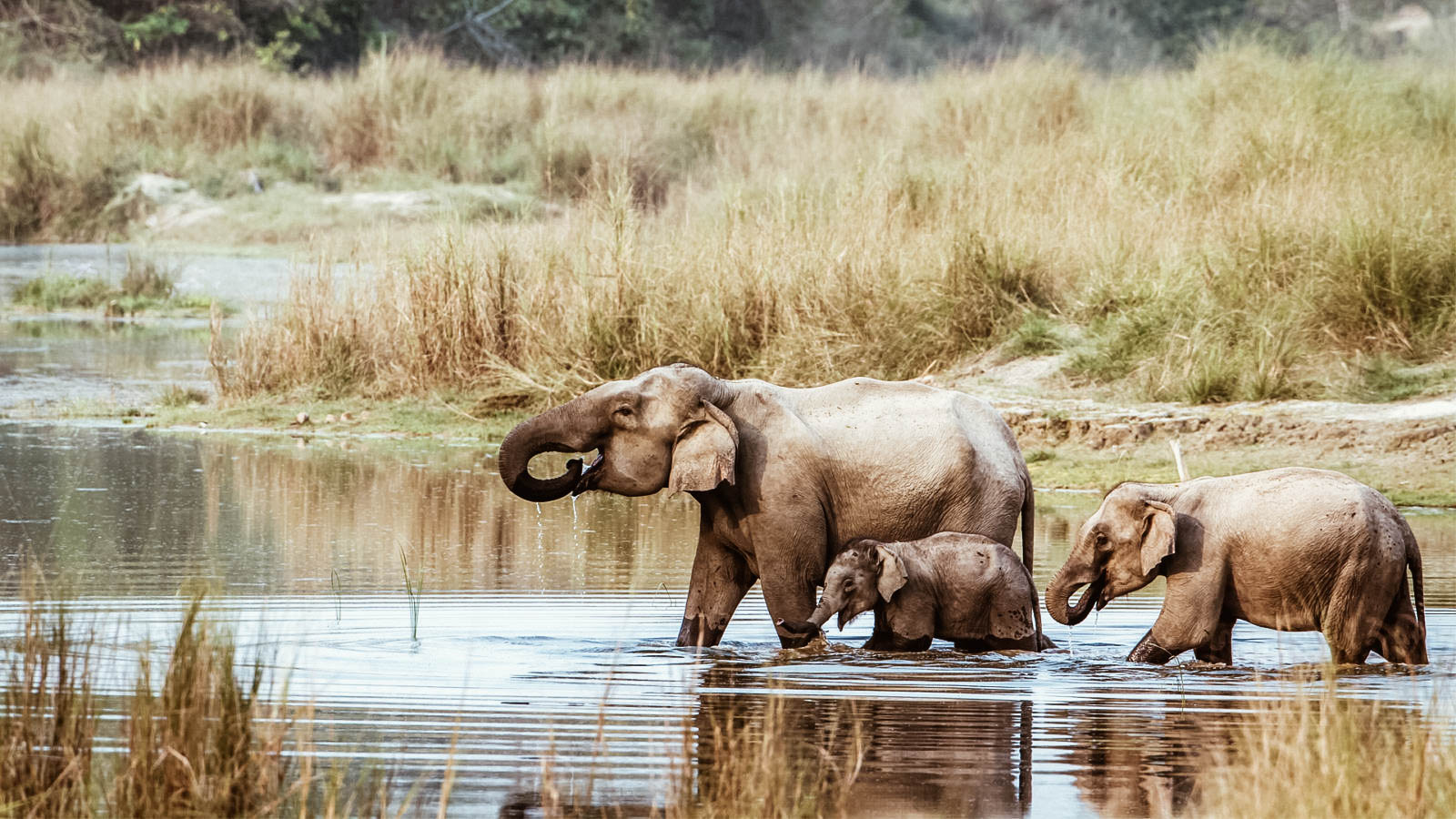indian-elephant-chitwan-nepal-1600x900.jpg