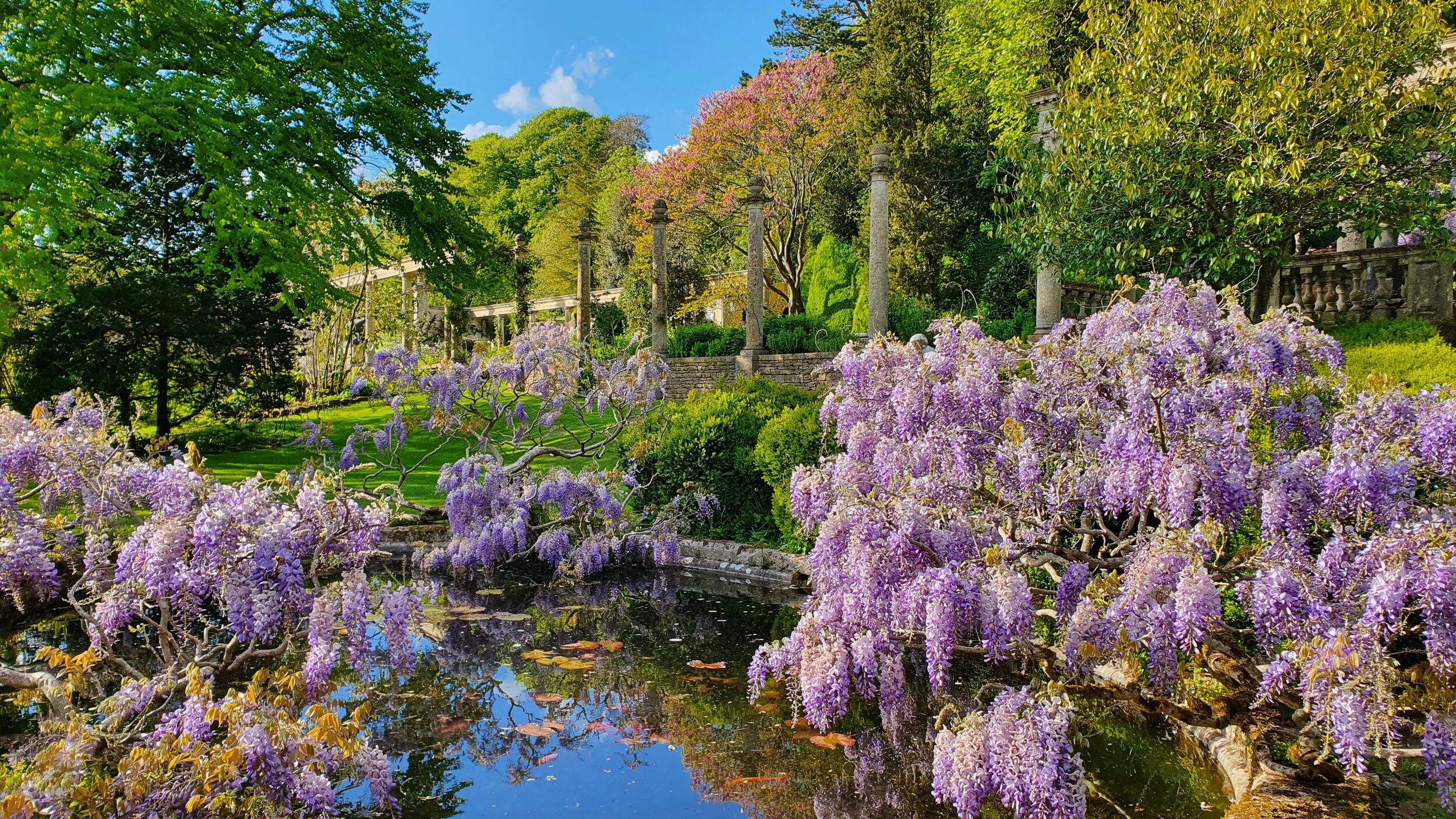 (c) William Cartwright-Hignett_May wisteria.jpg