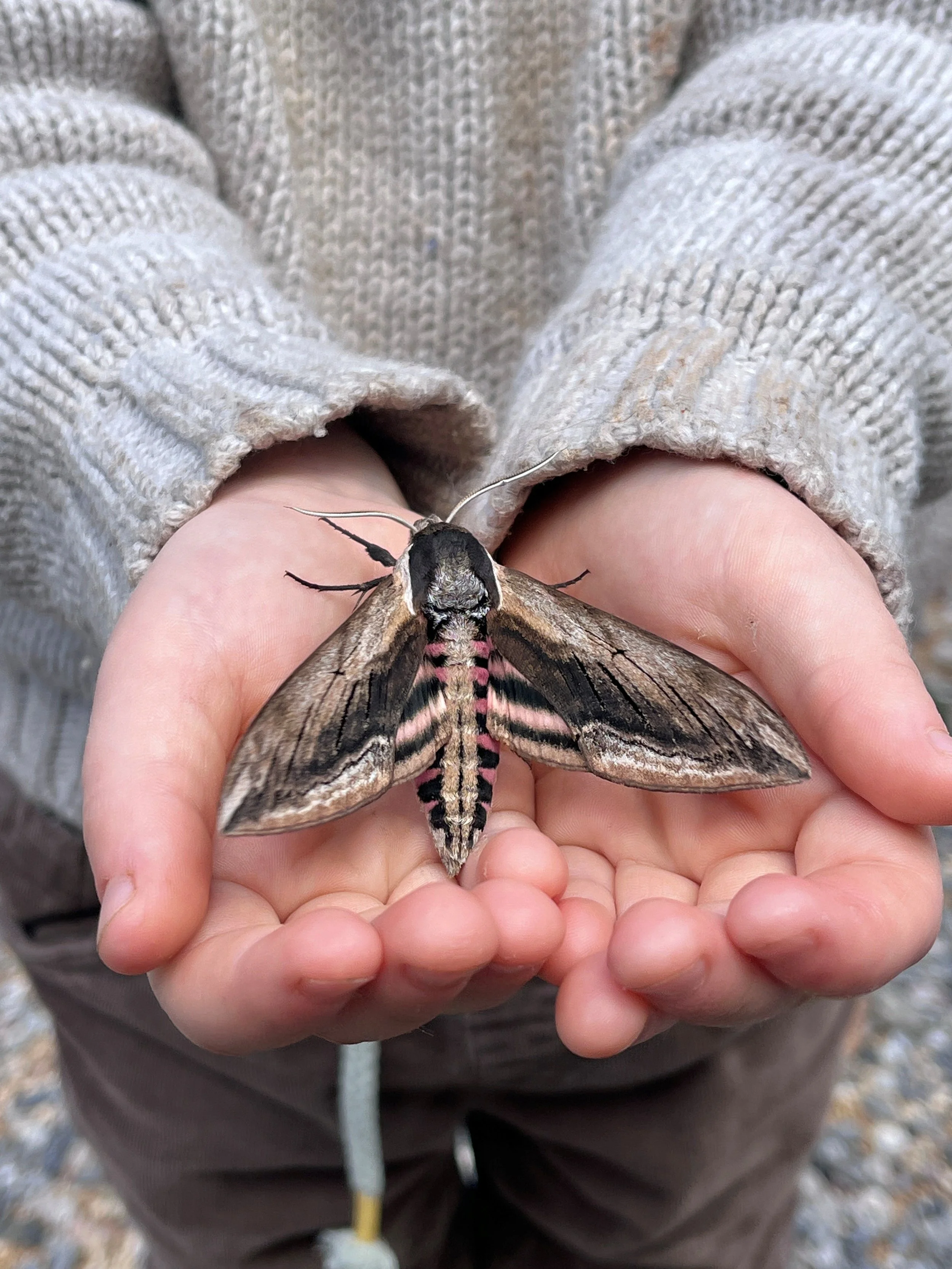 Annual Moth &amp; Butterfly Day with Butterfly Conservation