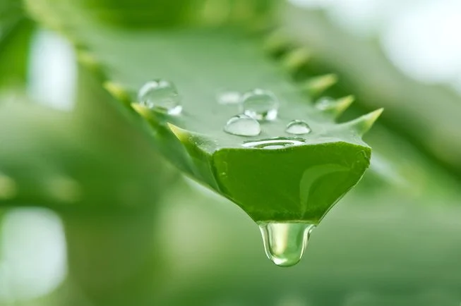 aloe-vera-gel.jpg