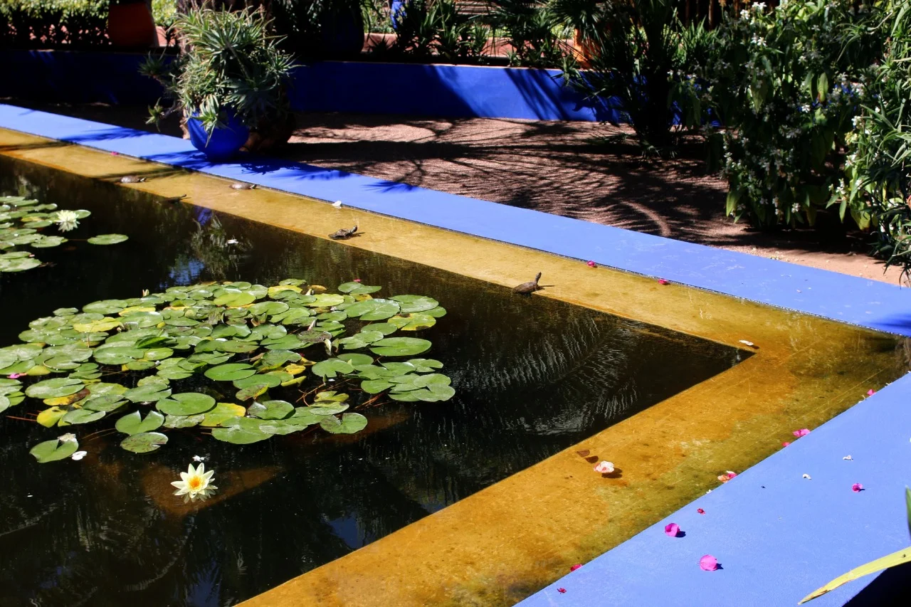 sunbathing turtles by the pond
