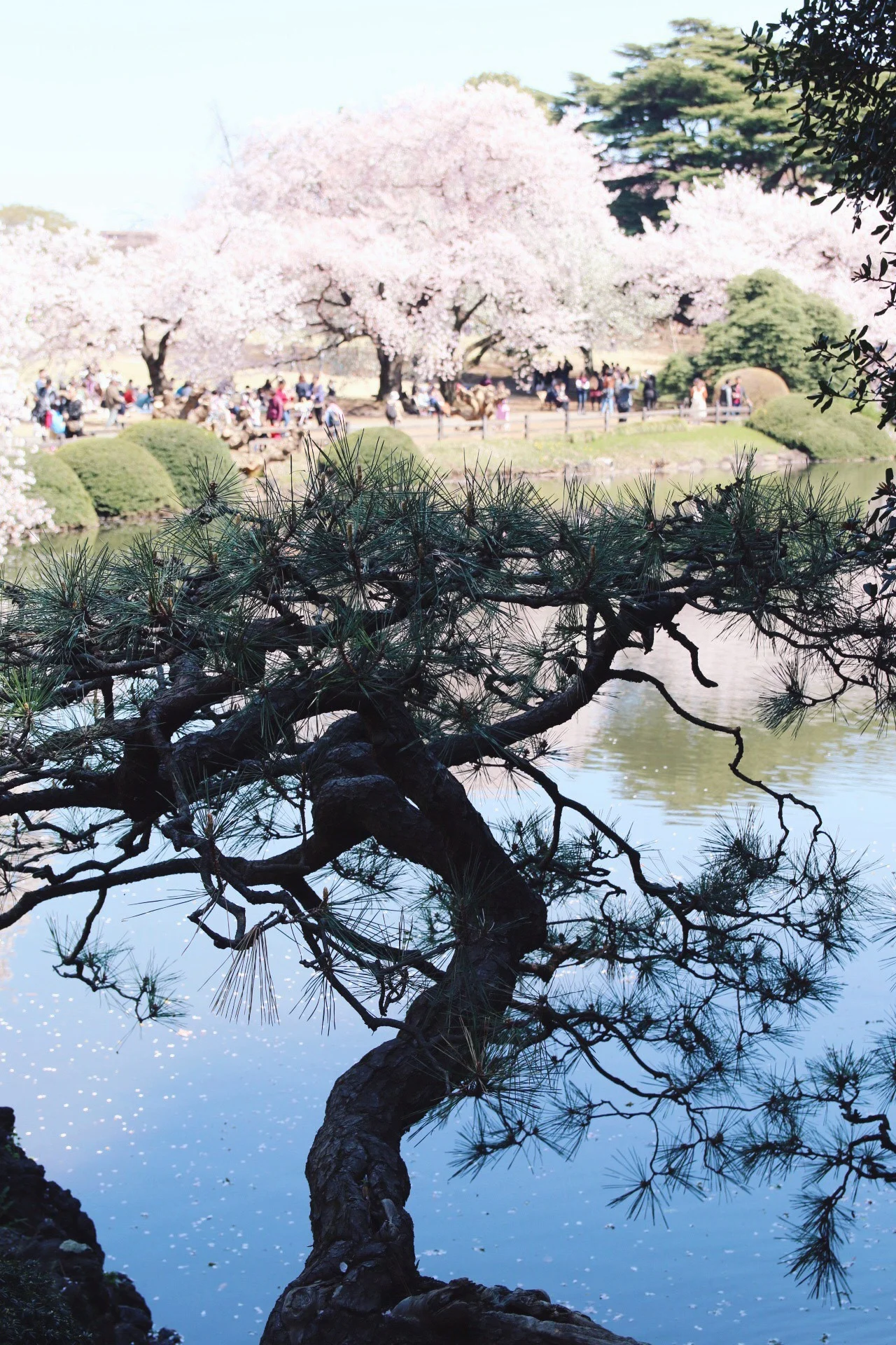 Gyoen Park, Shinjuku, Tokyo