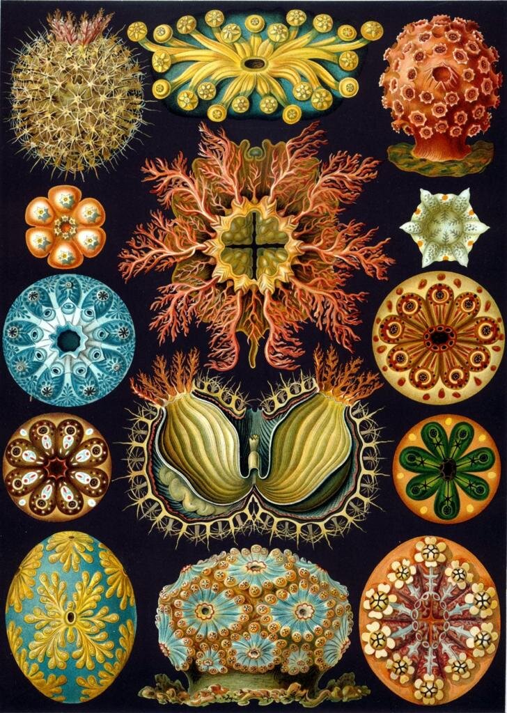 Ascidiae, by Ernst Haeckel 