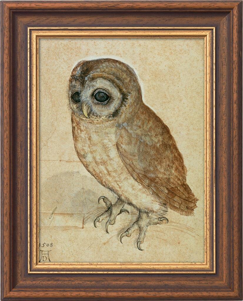 The Little Owl Albrecht Durher