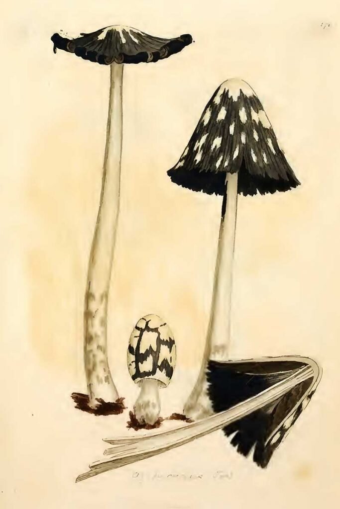 Coprinopsis picacea, 1979
