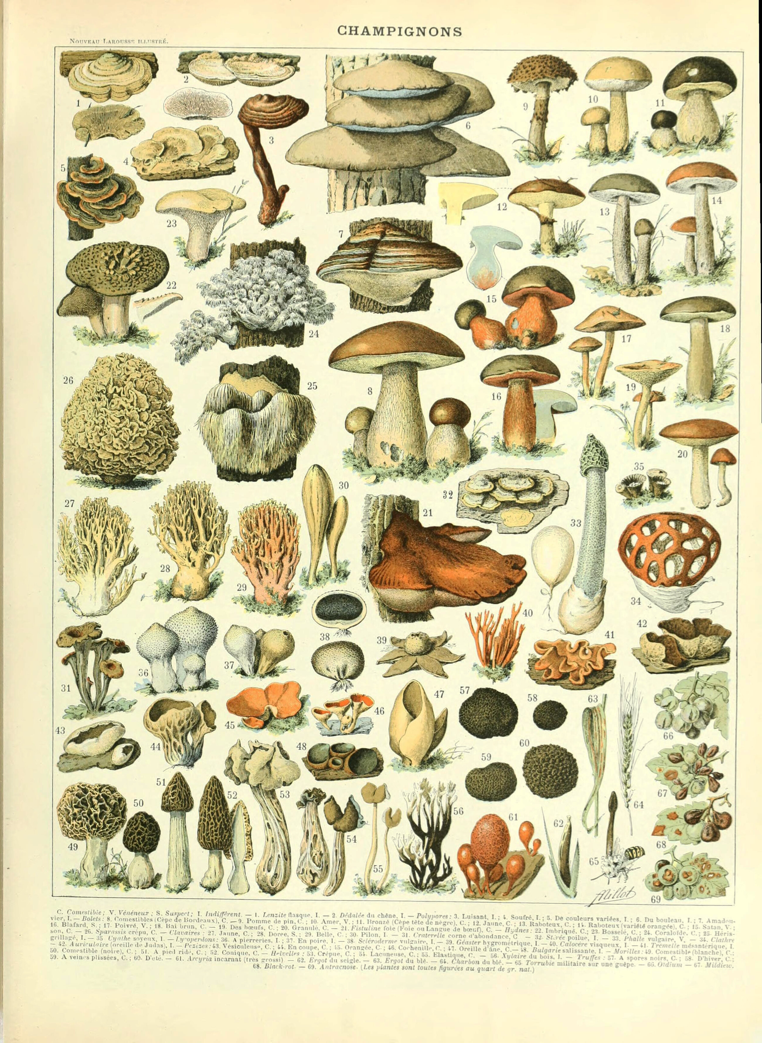 Mushroom Chart by Adolphe Millot