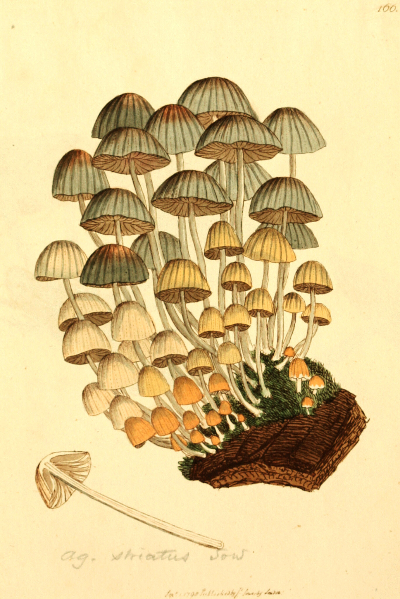 Coprinellus disseminatus, 1797