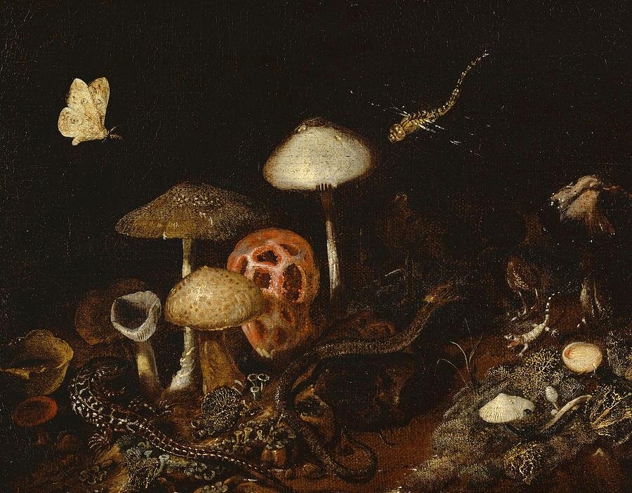 Reptiles, Mushrooms &amp; Butterflies by Otto Marseus van Schrieck