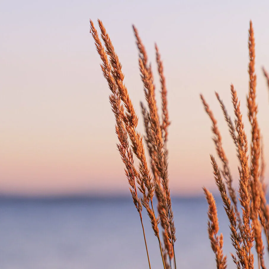 Sunset in Nature.jpg