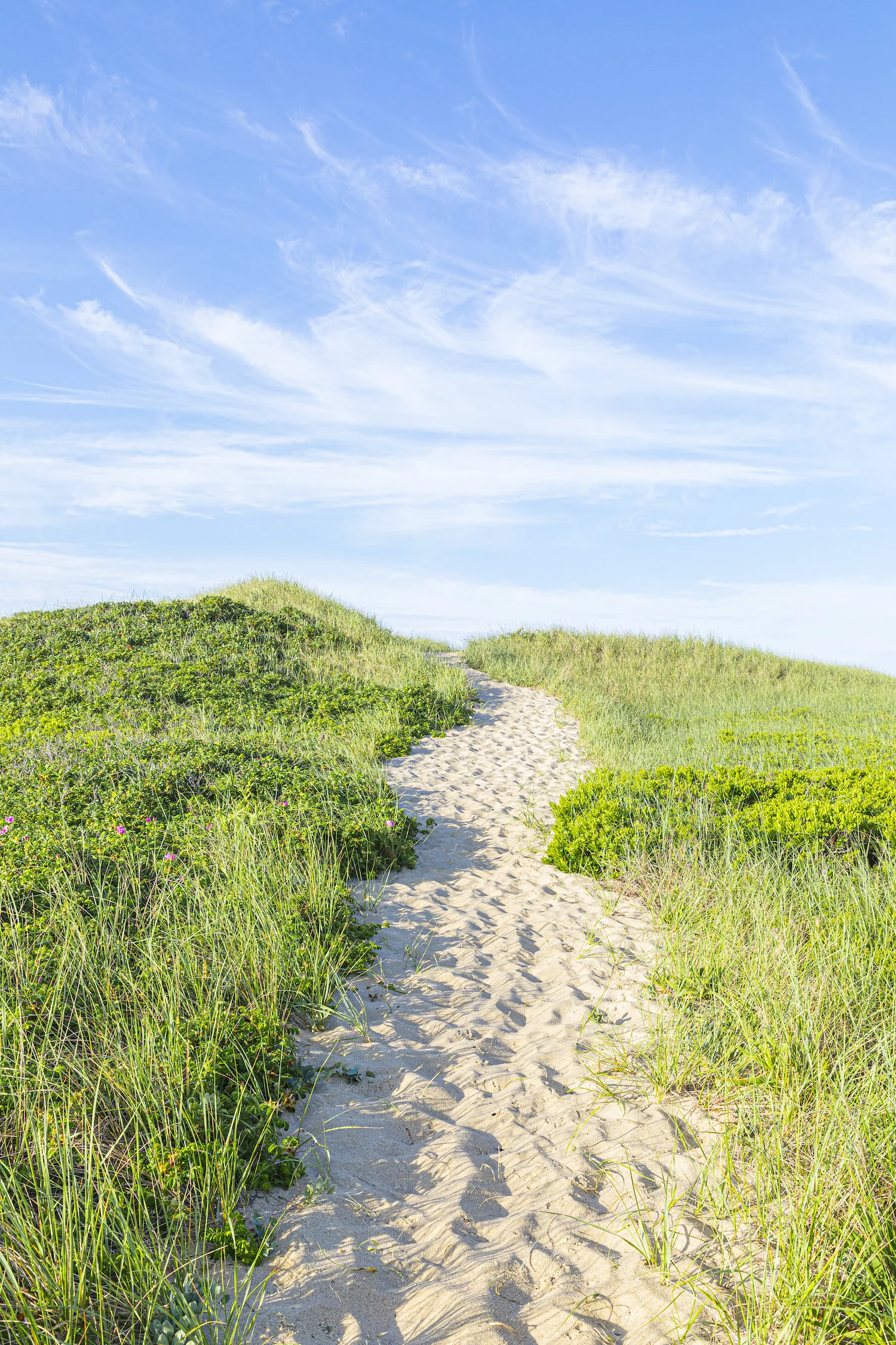 the-path.jpg
