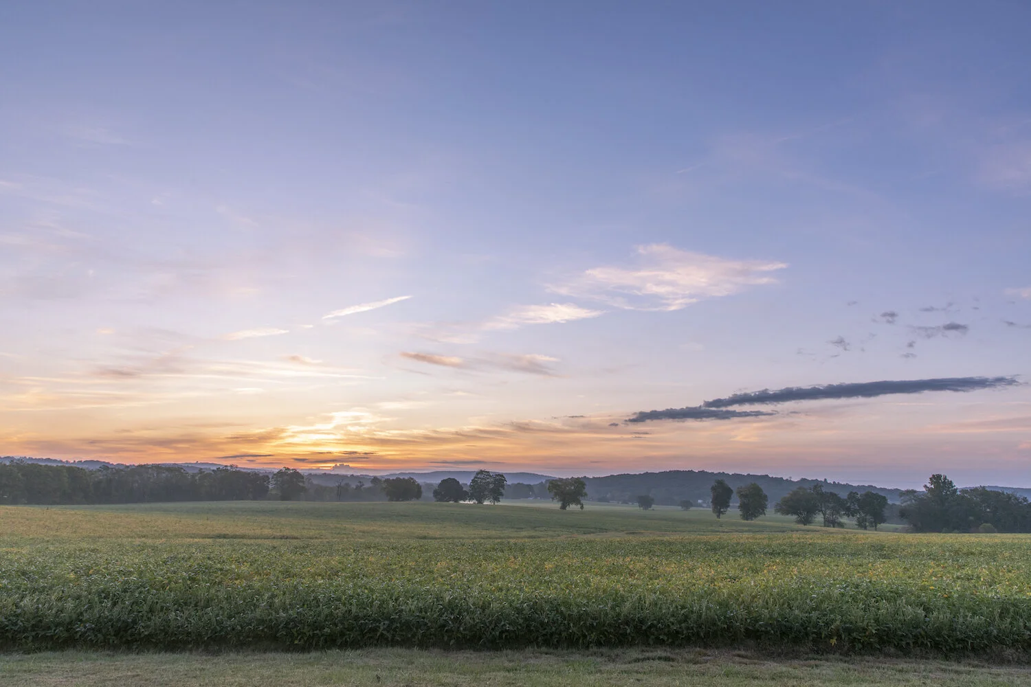 sunrise-over-the-soybeans.jpg