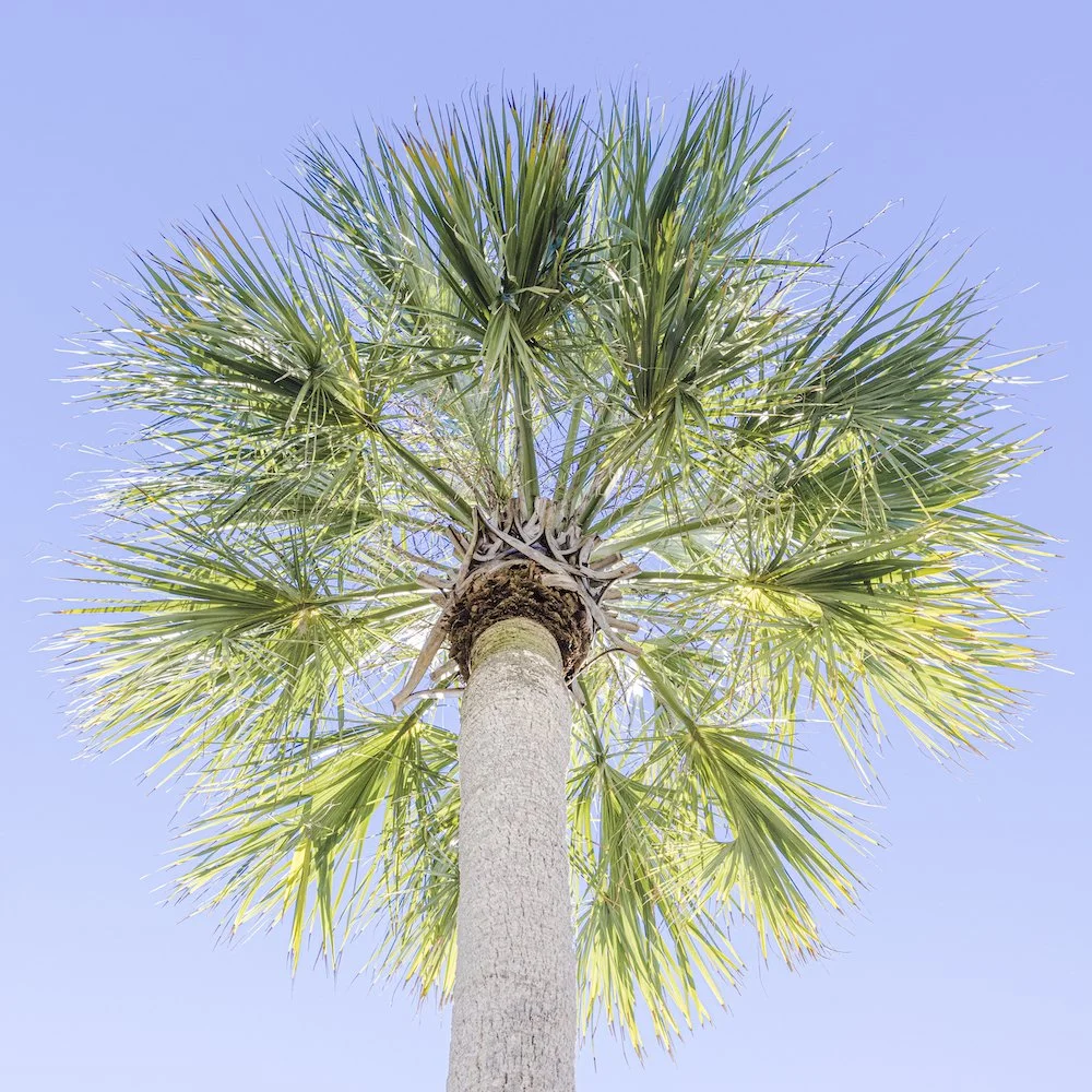 1x1 Palm copy.jpg