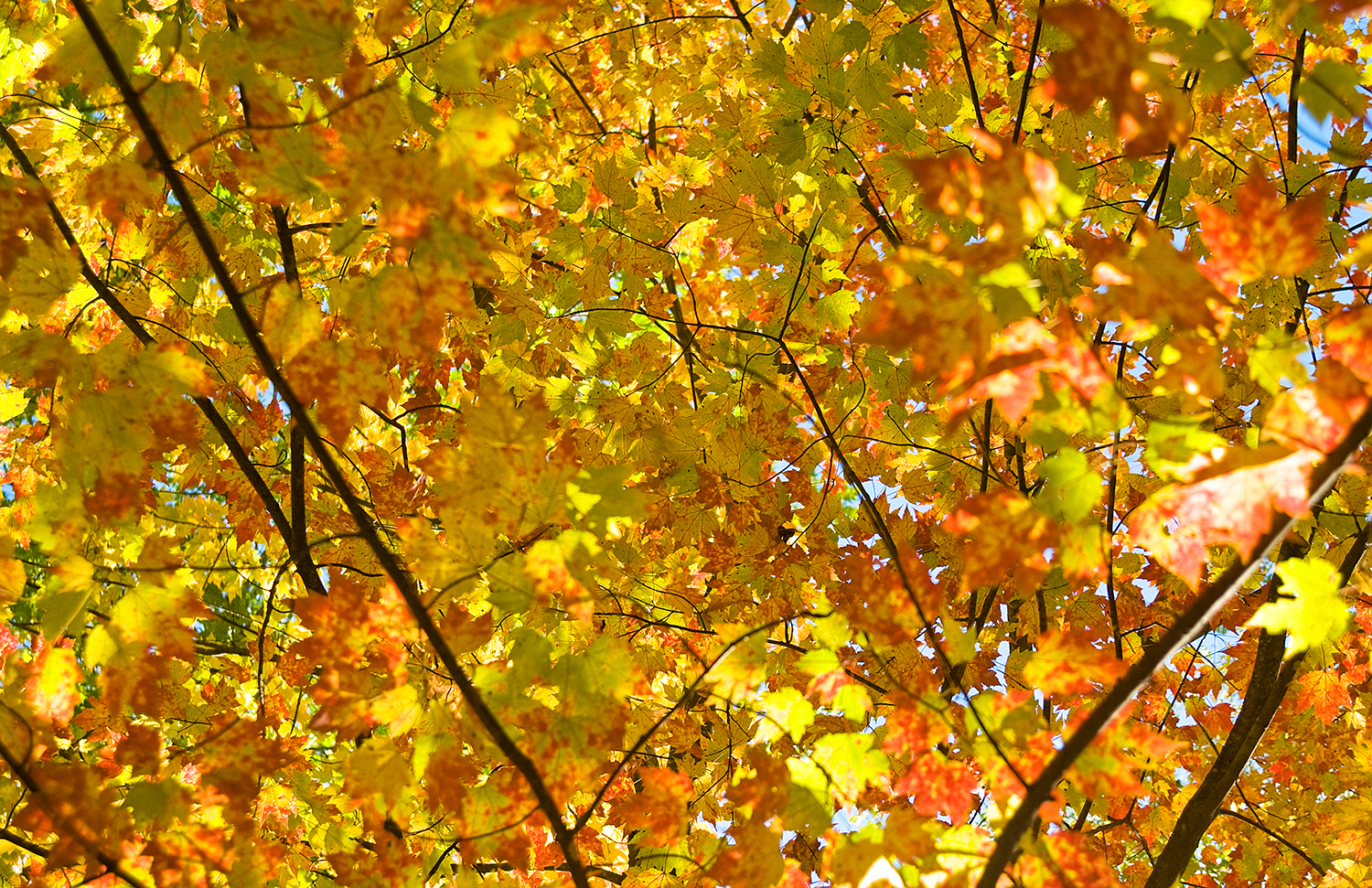 fall_DSC7558.jpg