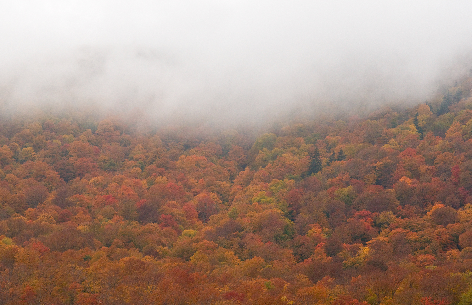 fall_DSC7631.jpg