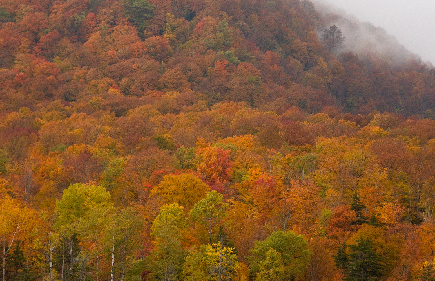 fall_DSC7651.jpg