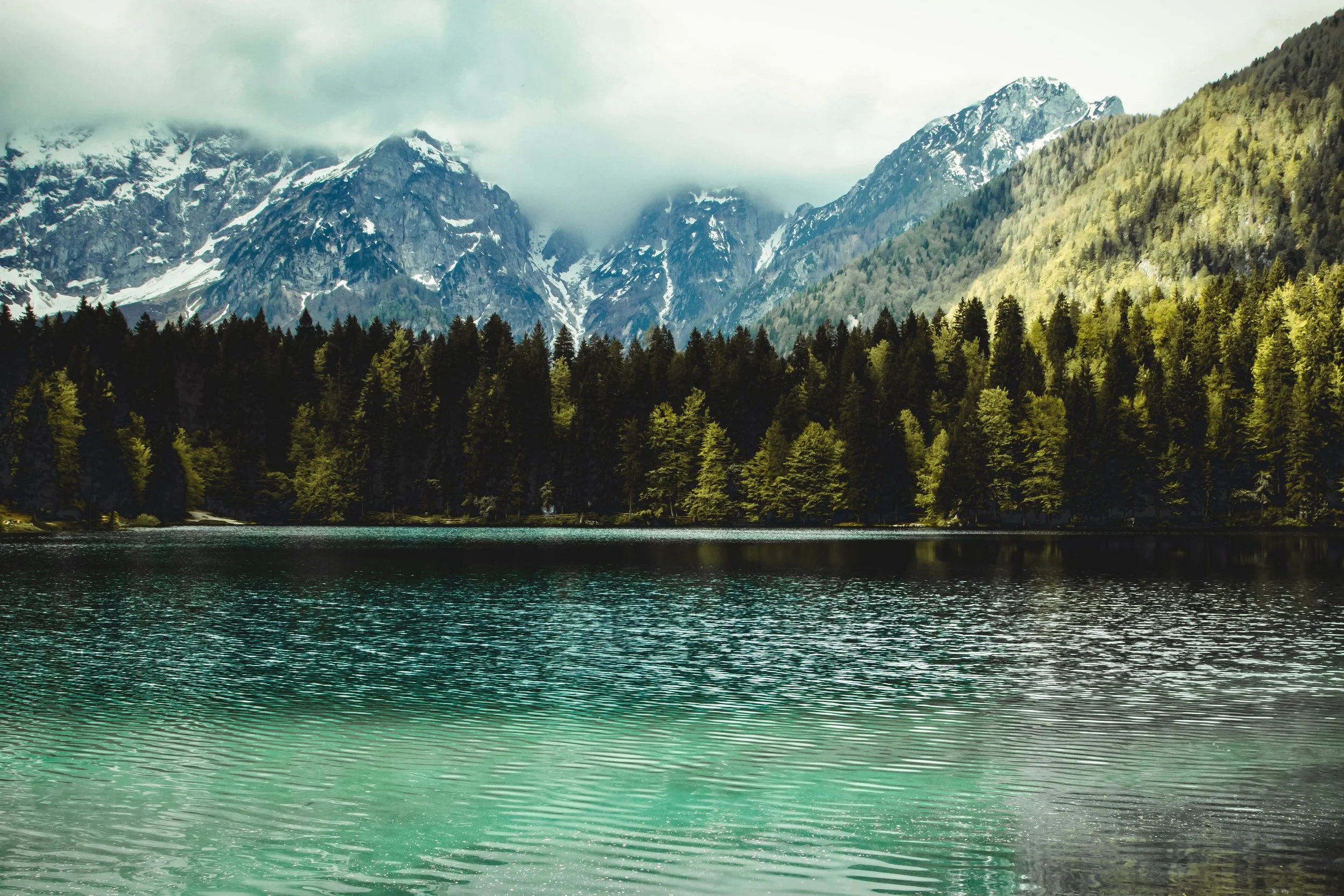 conifers-environment-fir-trees-1034568.jpg