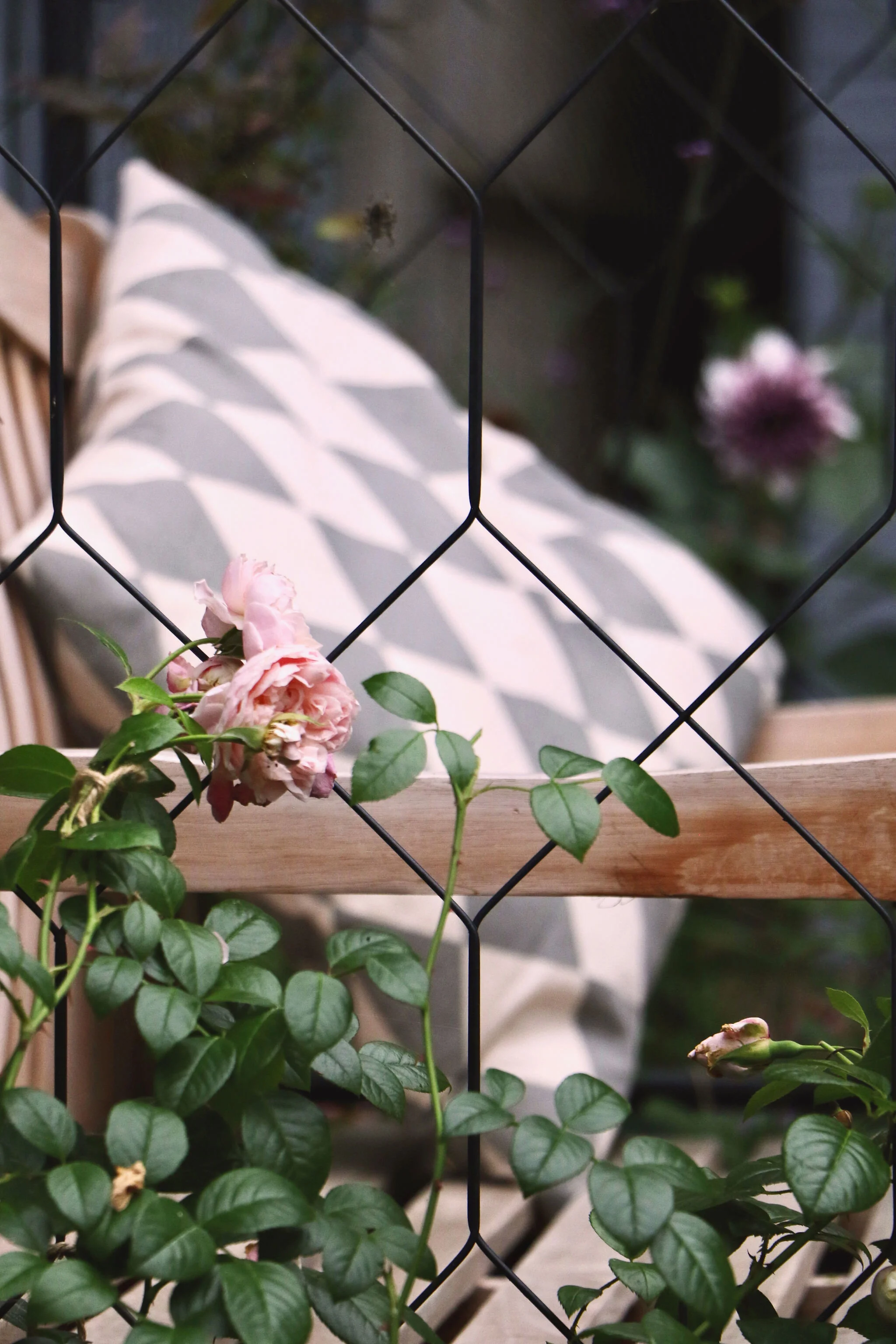 Gardens by Knight roses.jpeg