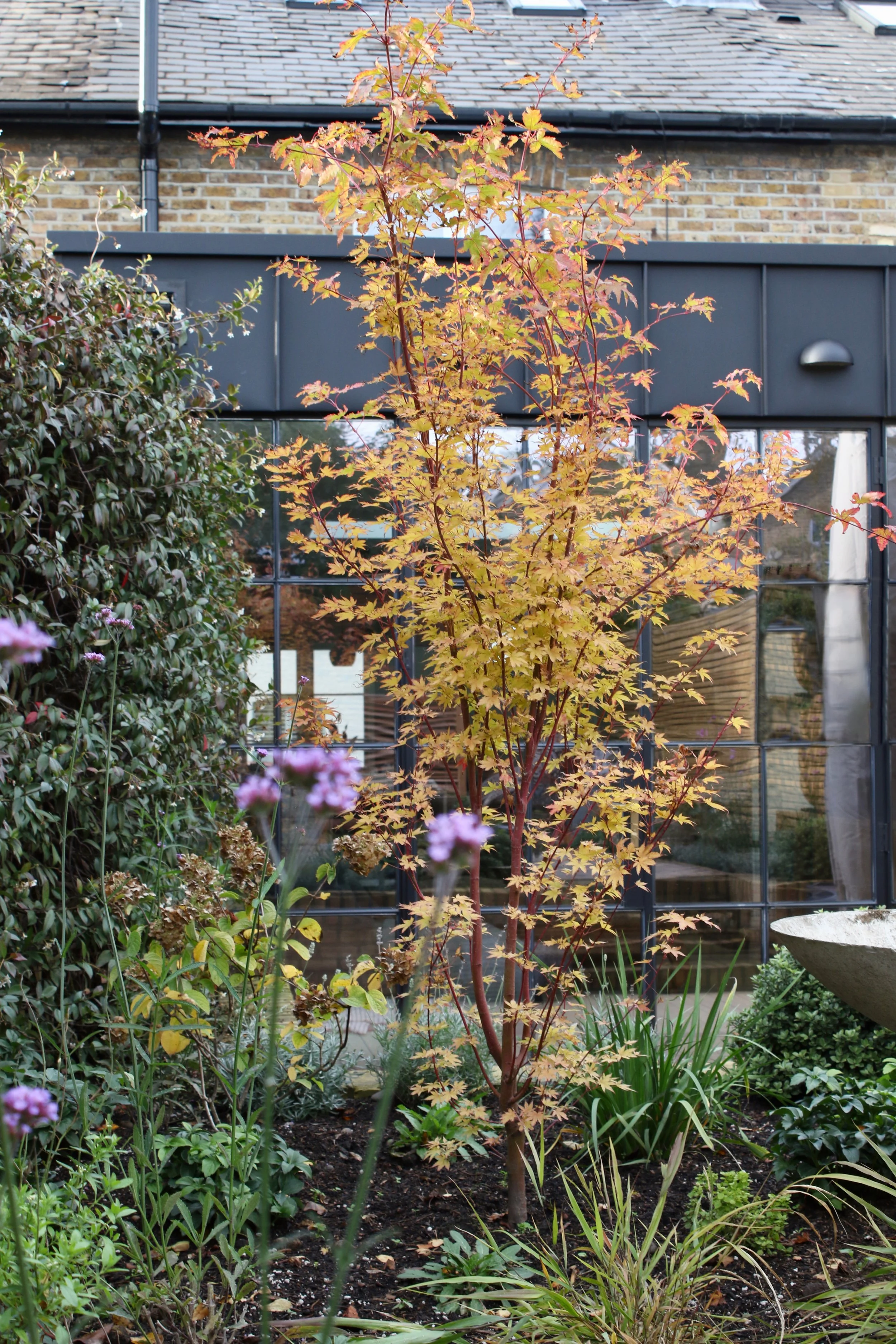 Chancery Lane - sango kaku acer.jpeg