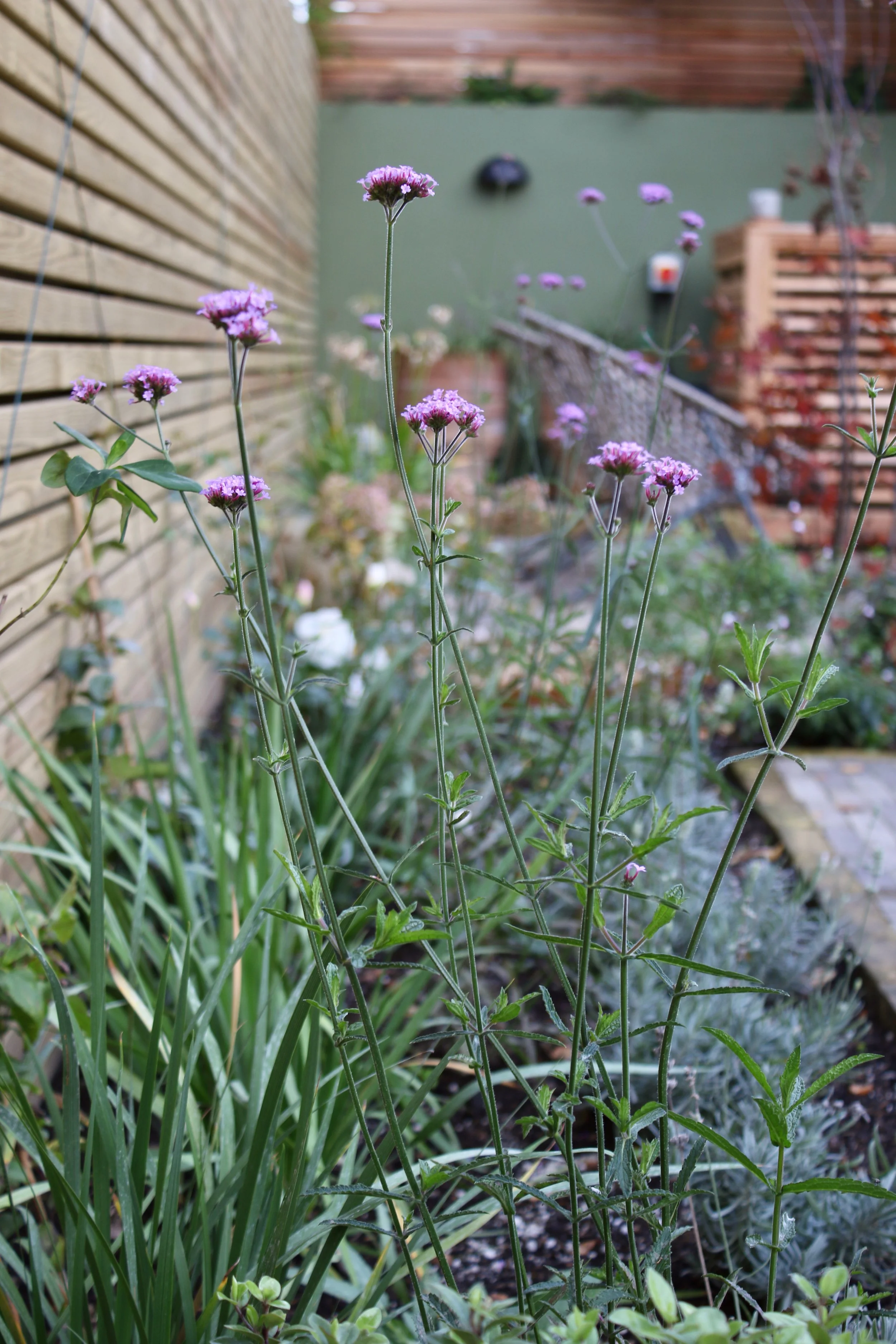 Chancery Lane - verbena.jpeg