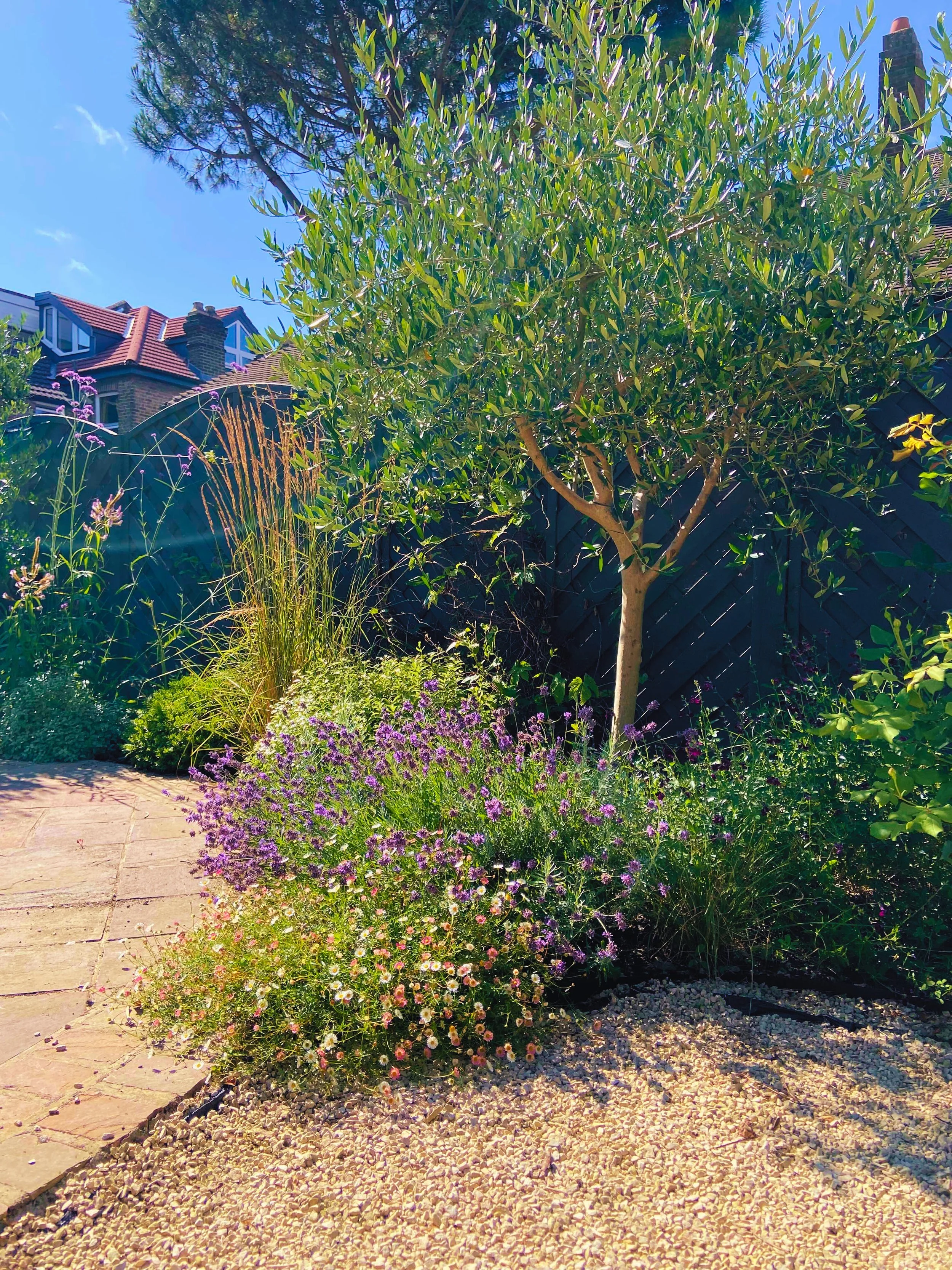 Mediterranean Olive Tree Gardens by Knight .jpg