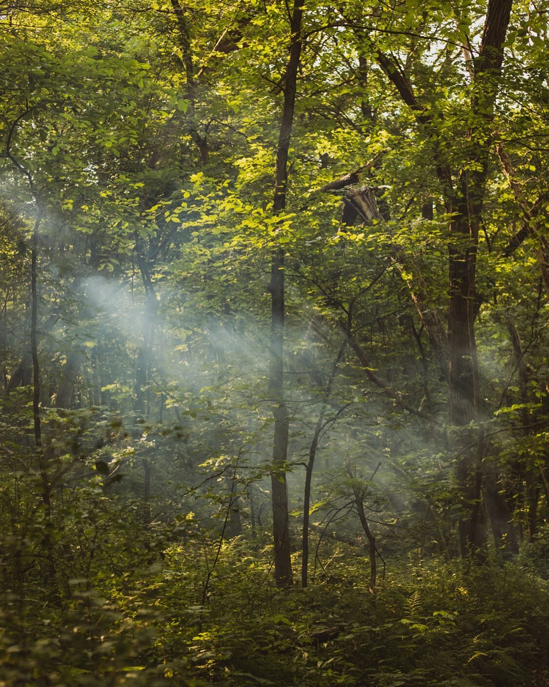 Moody golf cart smoke.

#wisconsin #summer