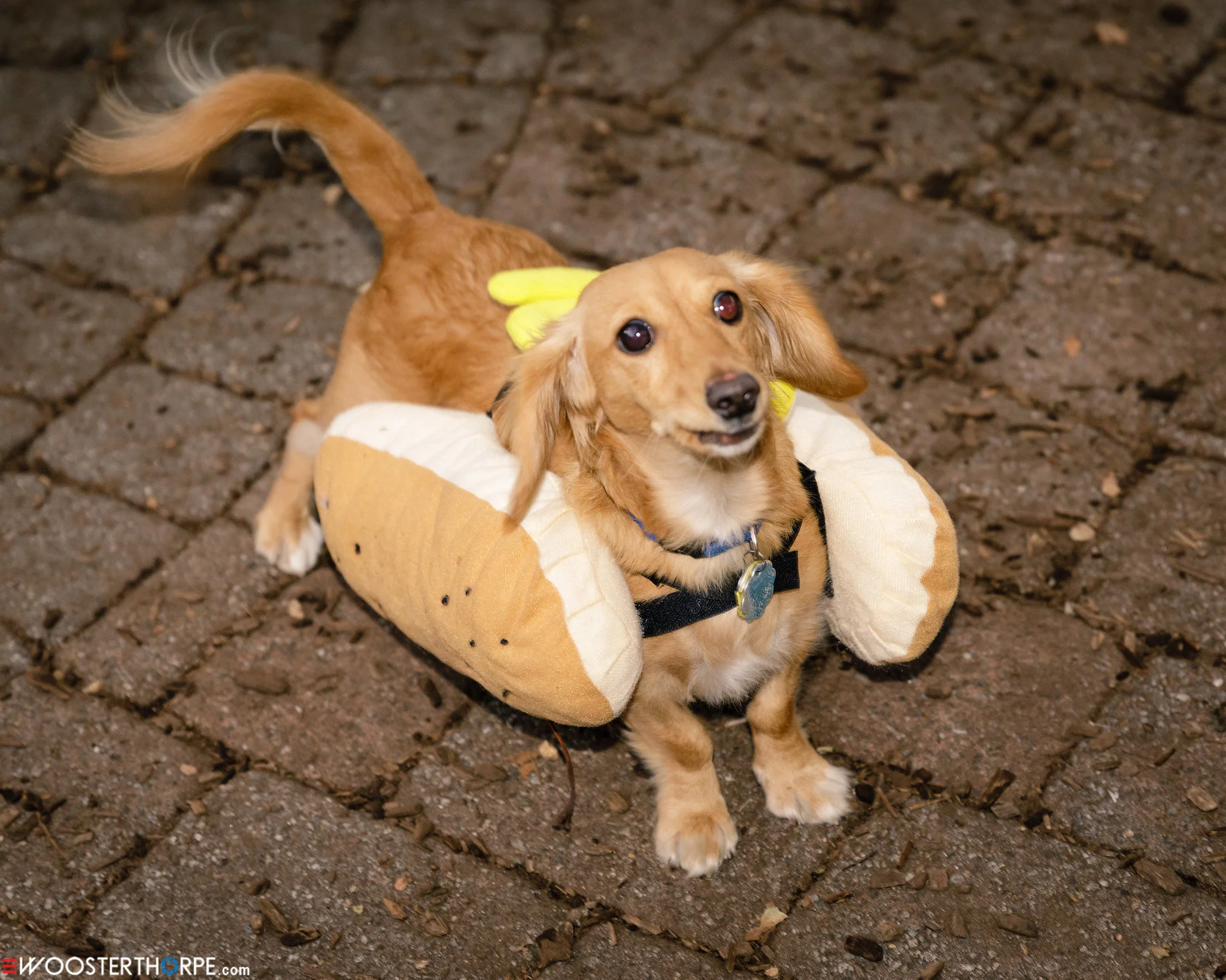 Howl-o-ween 