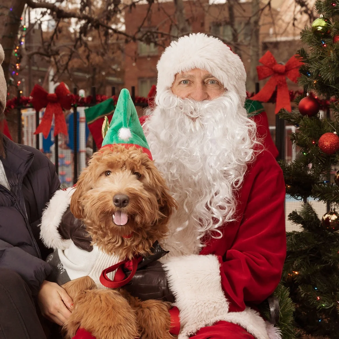 Santa Paws 