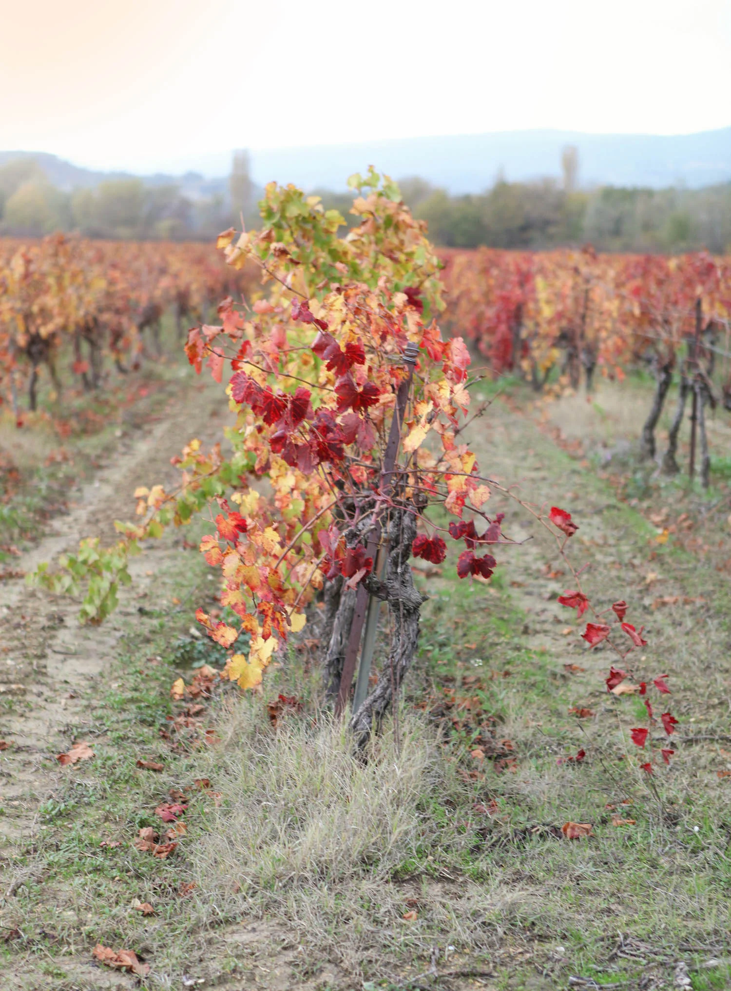 provence-fall-3.jpg