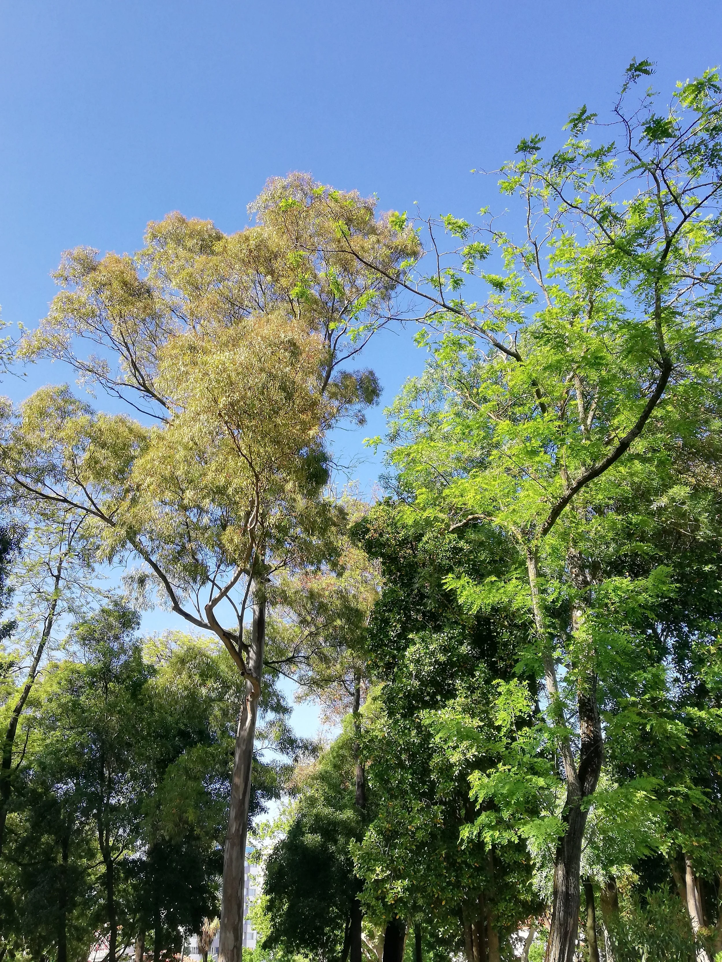 A park in Lisbon