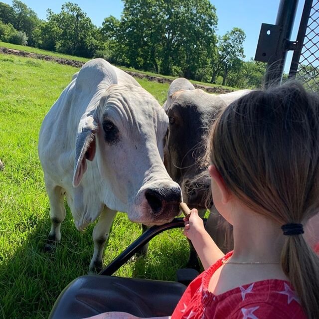 💞 Cattle are gentle now! 💞🐮🐮