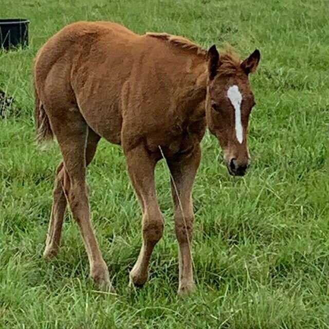 🌛 Mahina 🌜really turning in to a total chonk! Love this filly. She&rsquo;s going to be a little tank. She&rsquo;s just under 3 month old and so independent, sweet, and an athlete! She loves eating her @cavalorna  already! You can really see the imp