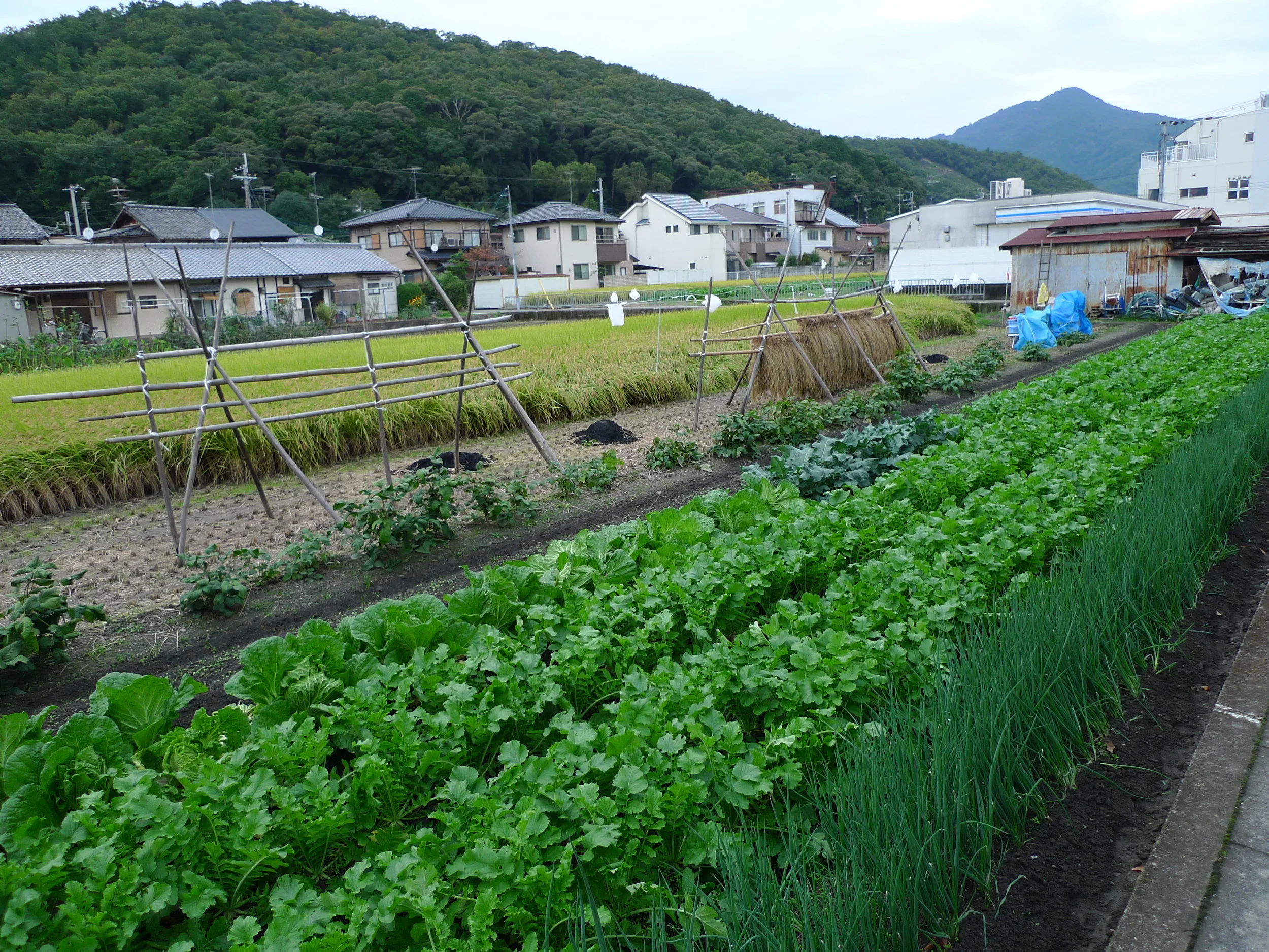 Kyoto Diaries - 4